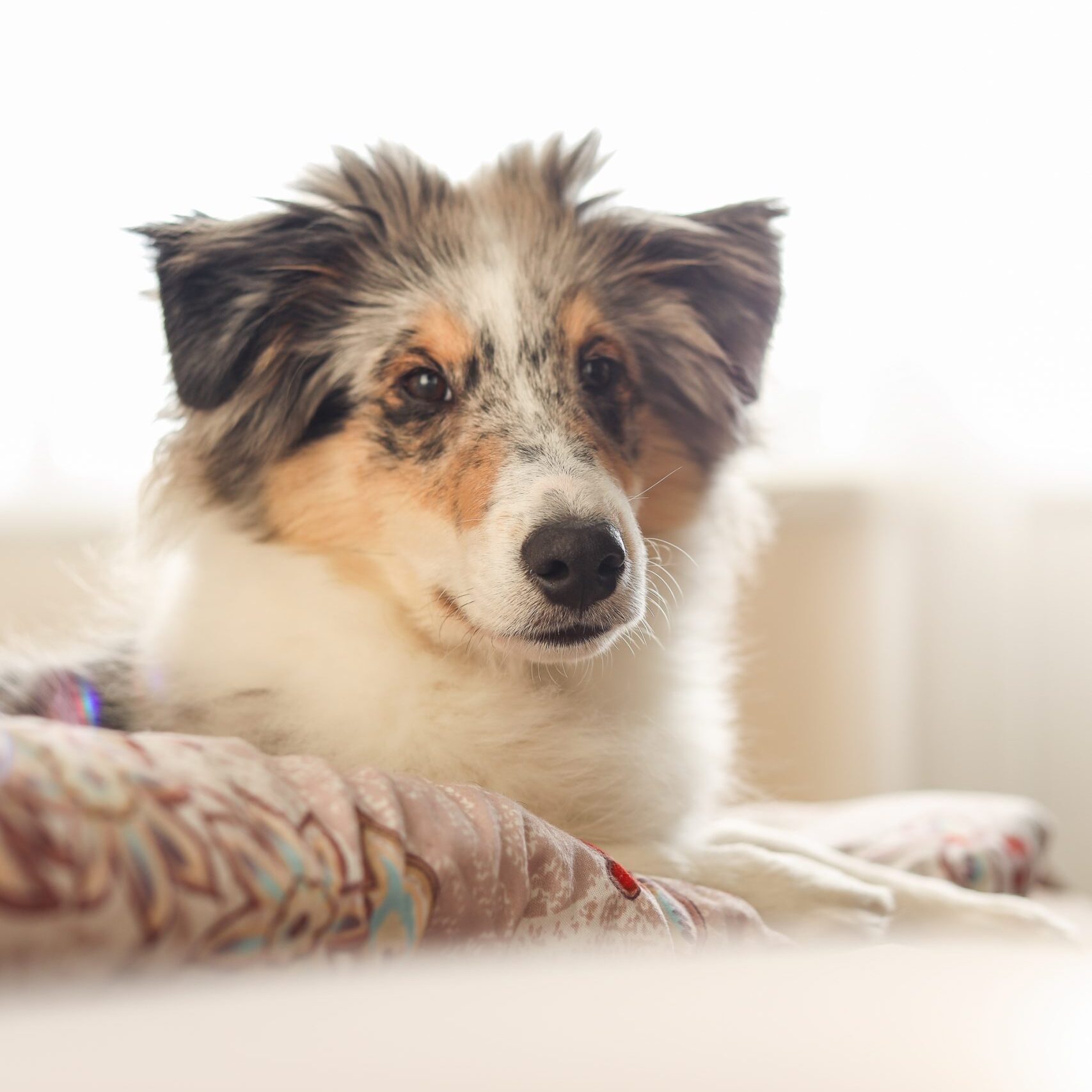 Young,Shetland,Sheepdog,Puppy,Sitting,On,A,Bed,On,A
